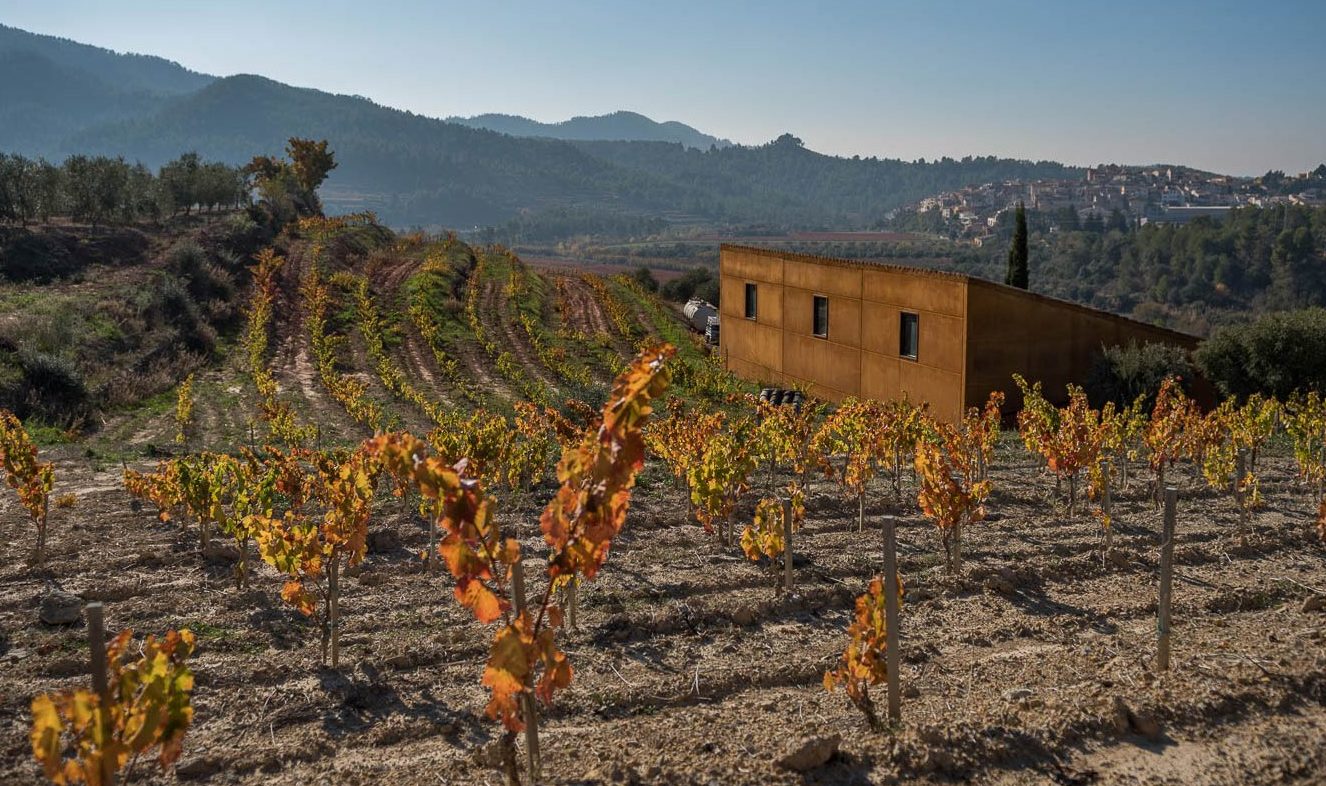 Viñedo Josep Grau Viticultor